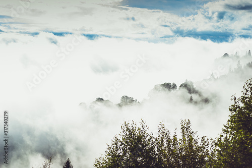 Coniferous trees in a rainy foggy forest © alipko