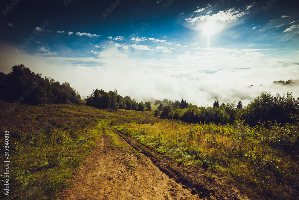 Mysterious foggy coniferous forest