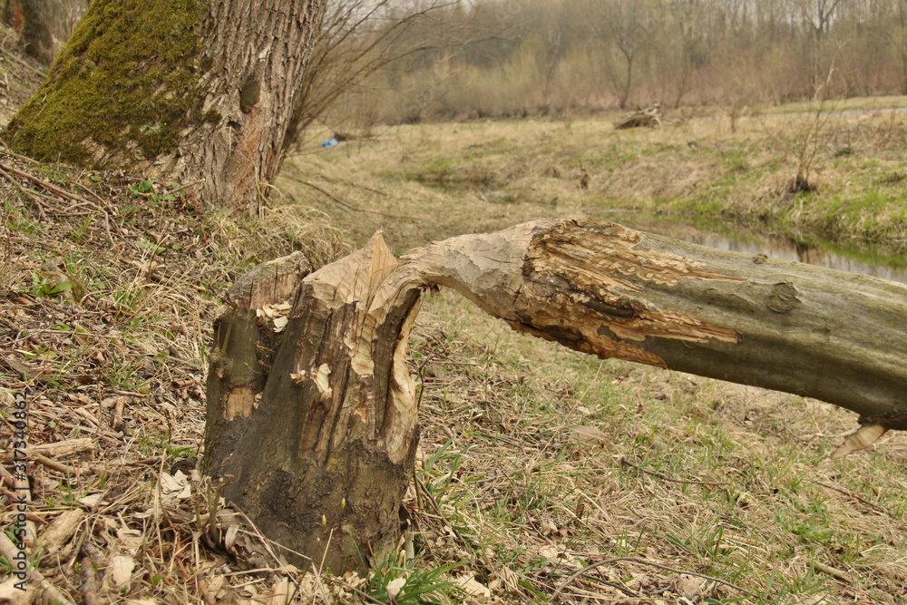 Beaver tree cut in forest in spring Beaver tree cut in forest in spring