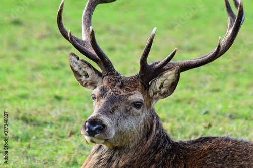Scotland deer isle of arran wildlife