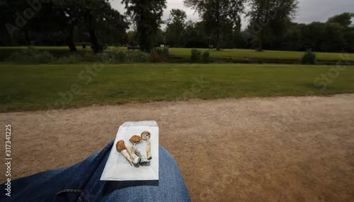 Tapety Psilocybin magic mushrooms ready to be consumed in nature in Amsterdam