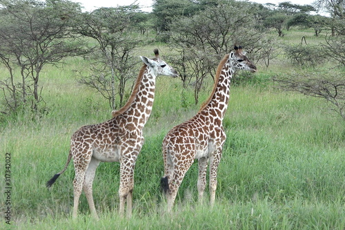 Giraffes walks along the African savannah in the Tanzanian Serengeti park.