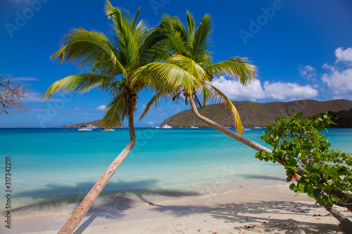 Fototapeta Naklejka Na Ścianę i Meble -  Palm trees on Maho Bay Beach on the Caribbean Island of St John in the US Virgin Islands