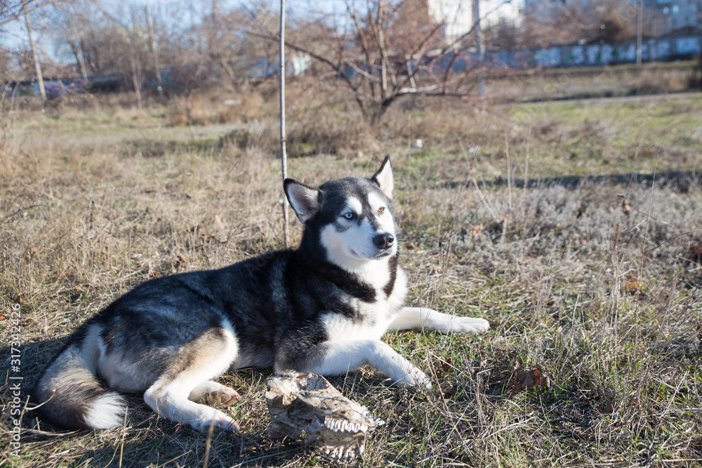 Husky dog in black and white, with different eye colors plays and nibbles a stick