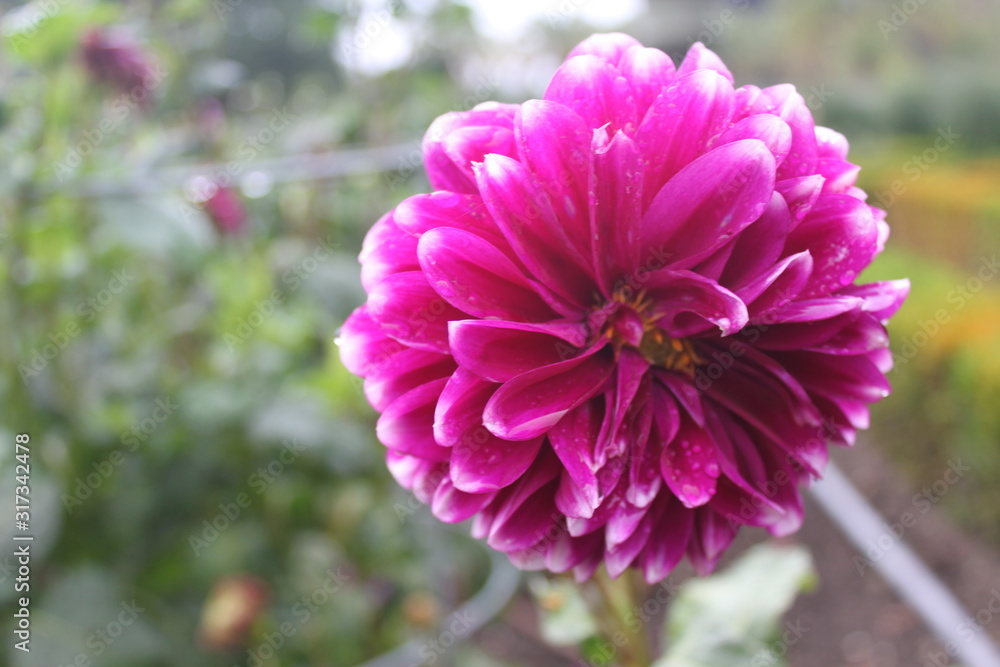 Dahlia Dahlia