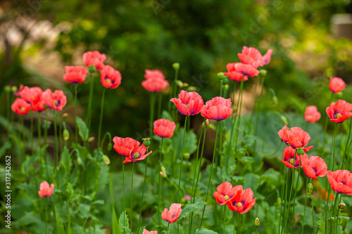 Fototapeta Naklejka Na Ścianę i Meble -  Beautiful bright flowering poppies. Selective focus
