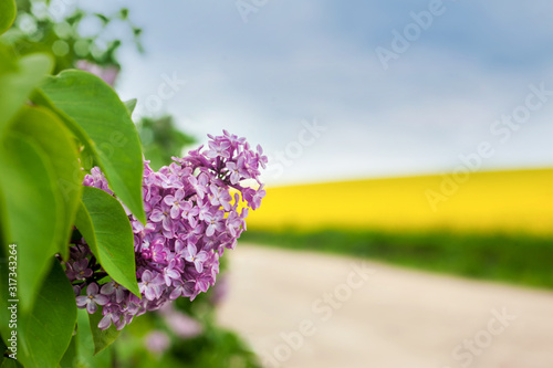 Lilacs and a rapeseed field in the background so lovely