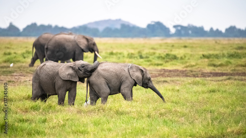 Two young elephants playing together in Africa  cute animals in the Amboseli park in Kenya