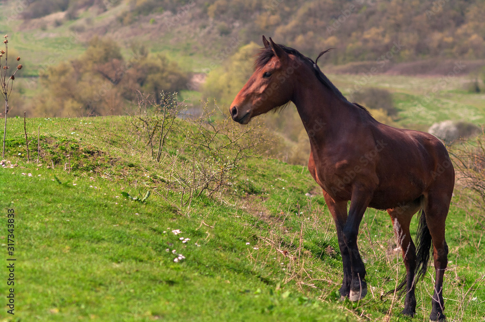 Fototapeta premium A bay horse is grazing on a pasture on a hillside. Selective focus.