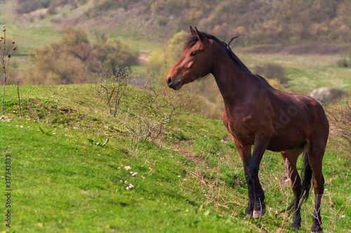A bay horse is grazing on a pasture on a hillside. Selective focus.