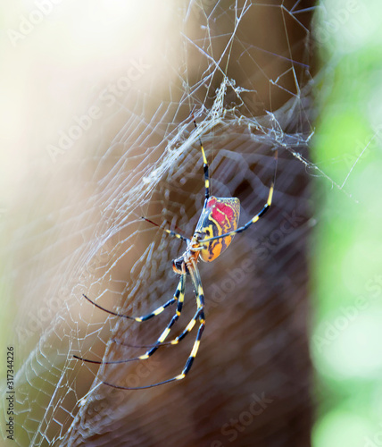 Closeup of the red, yellow and black spider Trichonephila clavata in the spiderweb, also known as Joro spider, member of the golden orb-web spiders