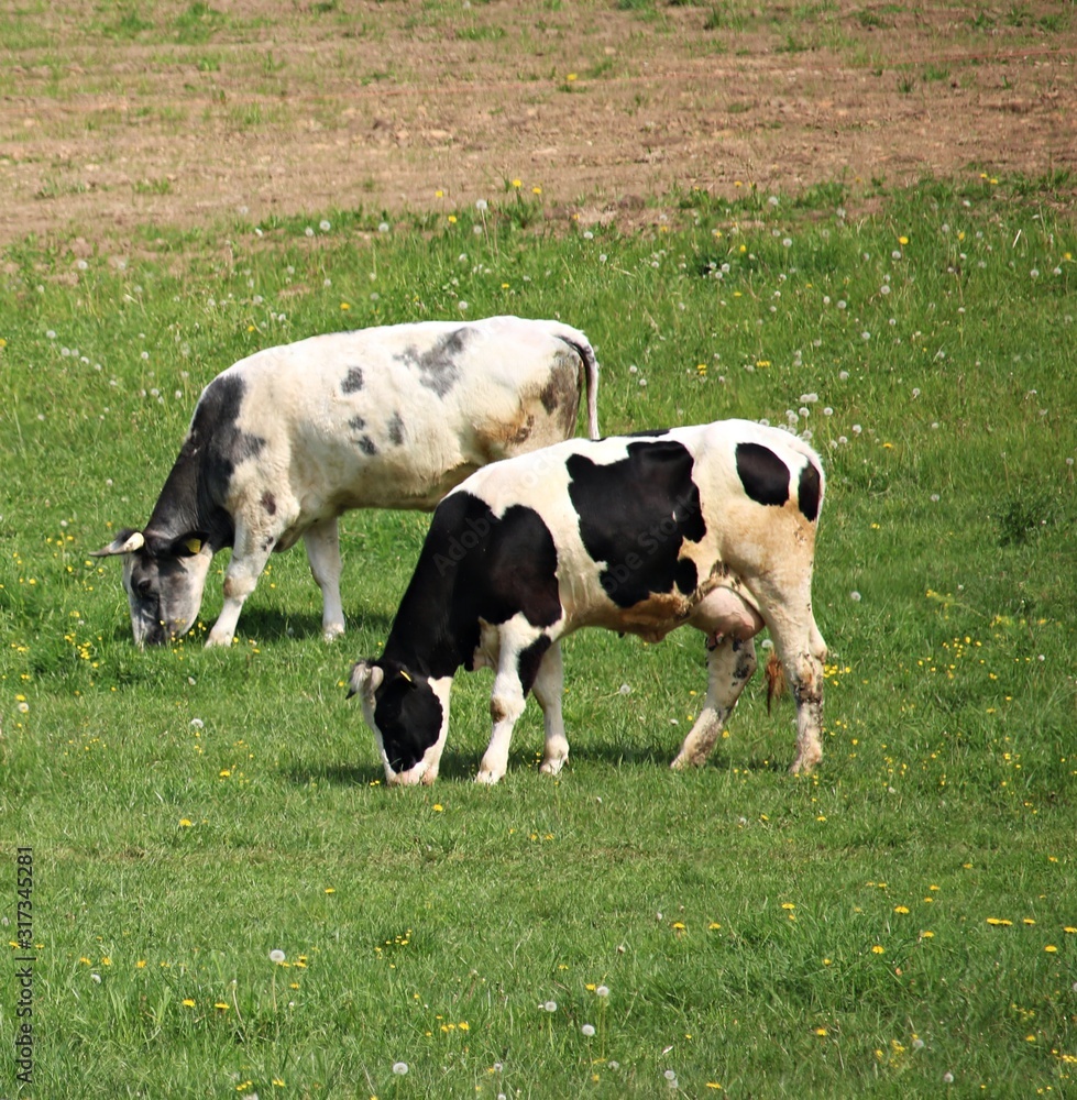 Cows graze in a green meadow on the outskirts of the village