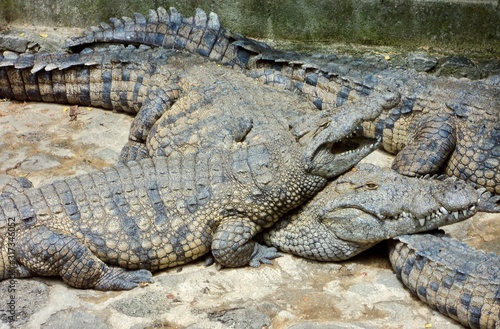 Wild crocodiles