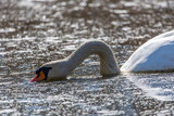 Swan swimming on the lake