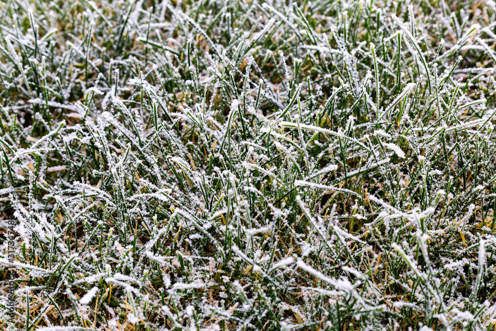 Eisiges Gras Eisiges Gras
