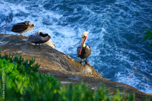 View of wild brown California pelicans (Pelecanus occidentalis californicus) in the La Jolla cove near San Diego, California photo