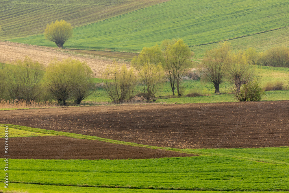 Spring fields in Ponidzie in Poland- fields near Kielce and Krakow. 