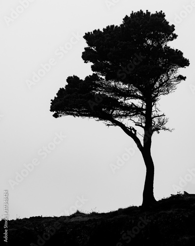 Silhouetted Coastal Tree