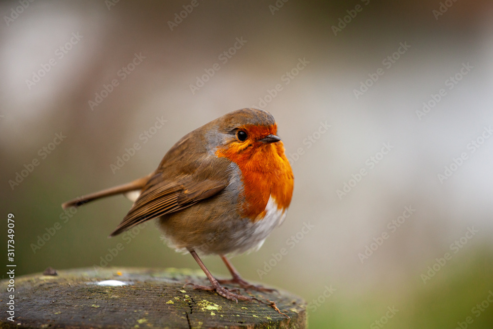 Robin Redbreast (Erithacus rubecula) perched on a fence post Robin Redbreast (Erithacus rubecula) perched on a fence post
