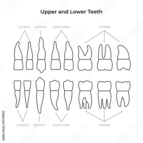 Vector isolated illustration of tooth 