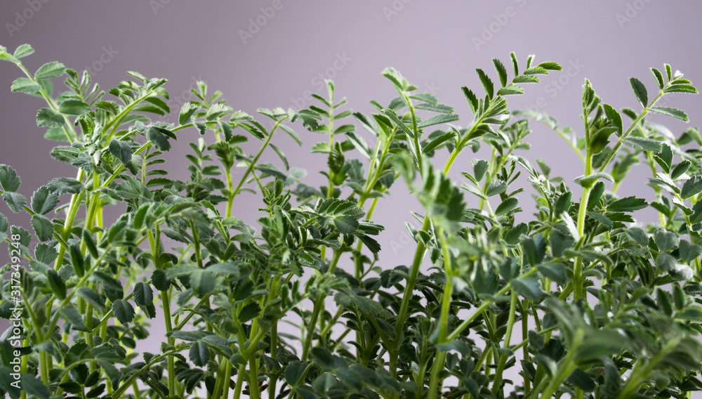 green sprouts background green sprouts background