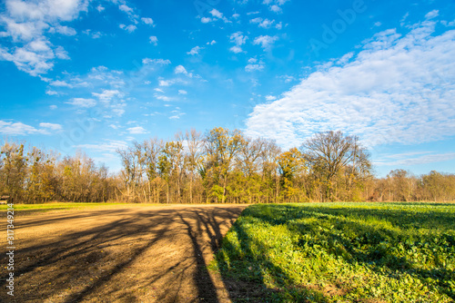 Forest vegetables in spring time