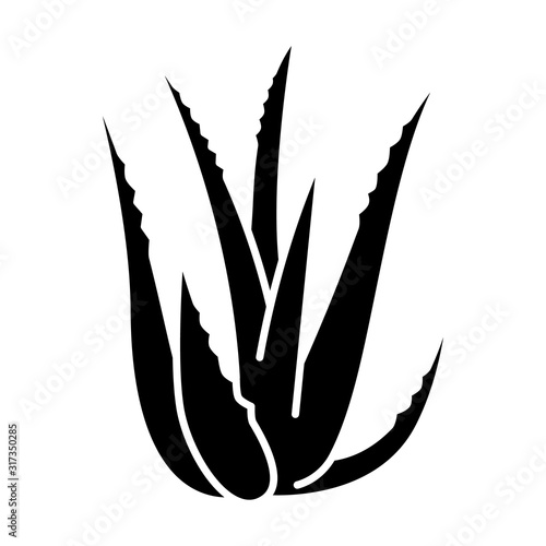 Aloe vera black glyph icon. Succulent growing sprouts. Cactus leaves and thorns. Medicinal herb for skincare. Decorative plant. Silhouette symbol on white space. Vector isolated illustration