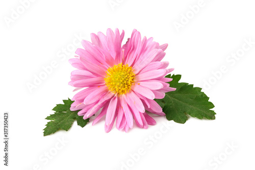 Chrysanthemum bright pink flower with green leaf isolated on white background