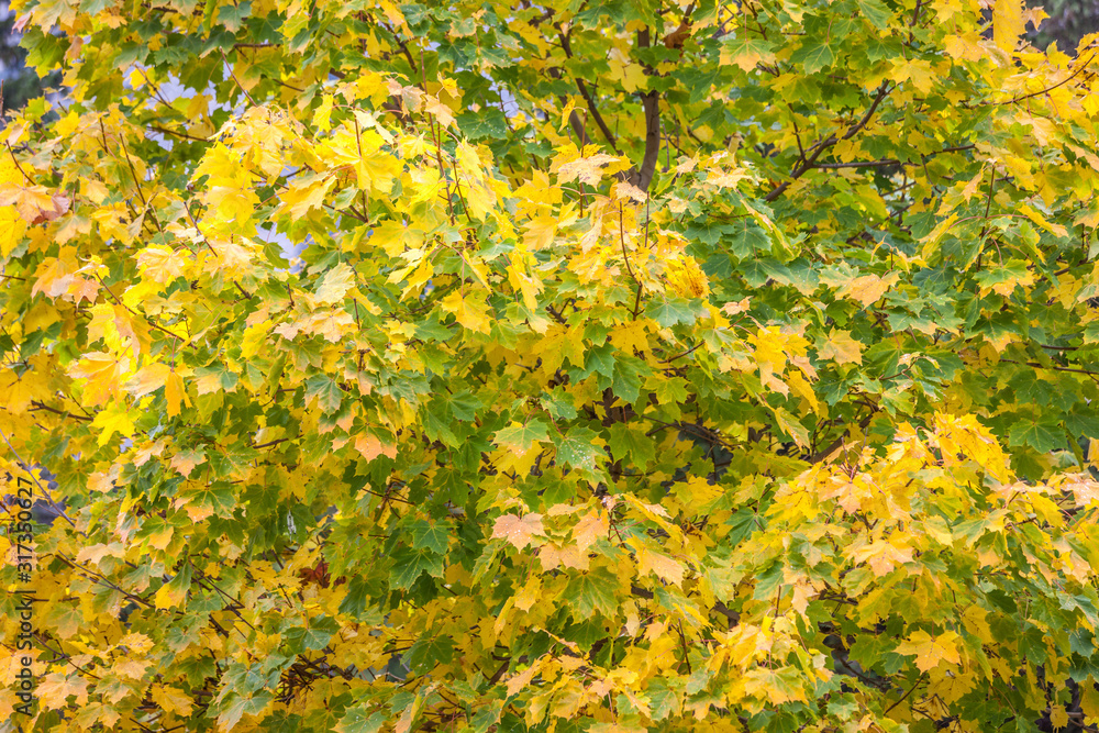 Prächtiger Spitzahorn im Herbst Prächtiger Spitzahorn im Herbst