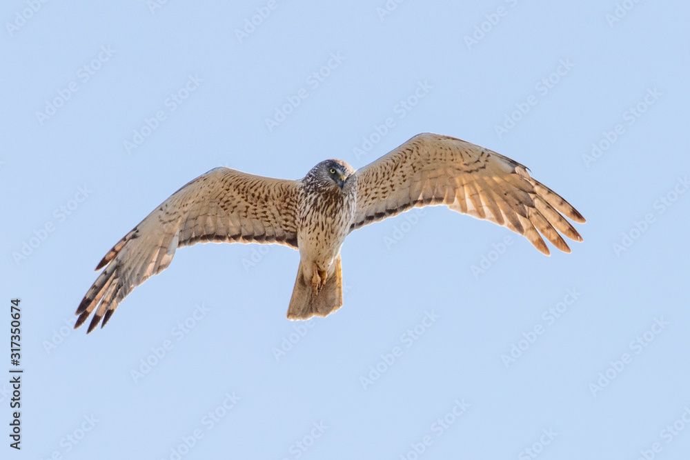 Obraz premium Australasian Harrier in New Zealand