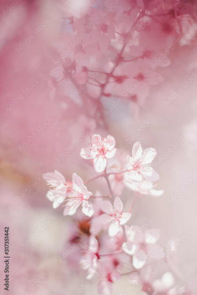 Flower Flower