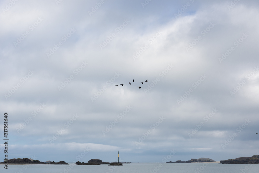 France. Bretagne. vol d'oies sauvages en escadrille. flight of wild geese in a squadron.