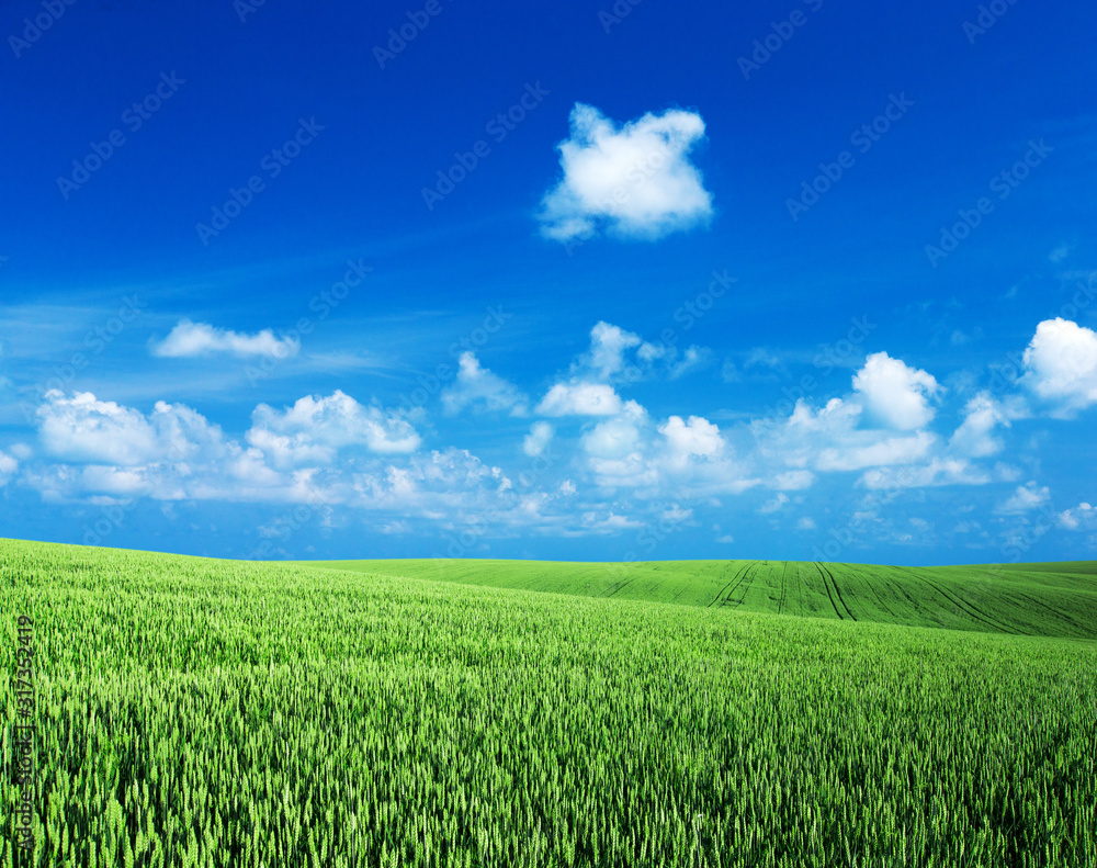green grass field with bule sky and white clouds. Meadow and white clouds green grass field with bule sky and white clouds. Meadow and white clouds