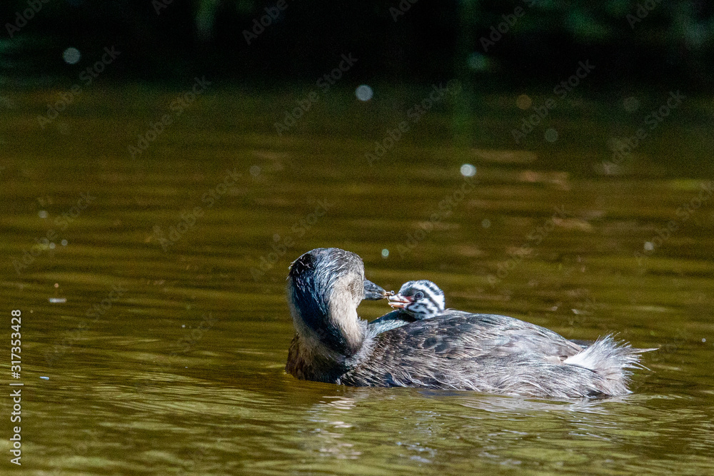 Fototapeta premium Dabchick New Zealand Grebe