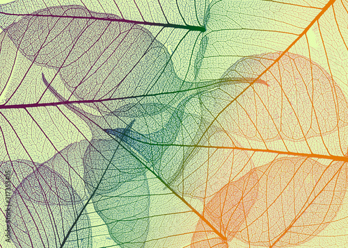 colored leaves on white background - textured background