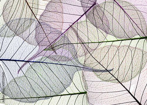 colored leaves on white background - textured background © Vera Kuttelvaserova
