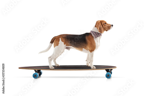 Fotografie Profile shot of a beagle dog riding a skateboard