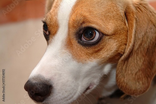 puppy dog closeup
