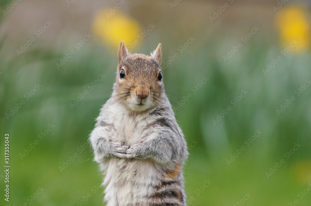 Grey squirrel surrounded by blooming daffodils Grey squirrel surrounded by blooming daffodils