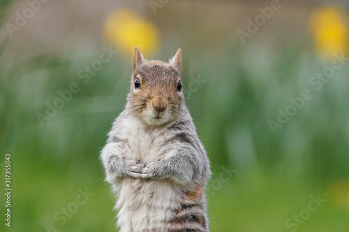Naklejka Grey squirrel surrounded by blooming daffodils