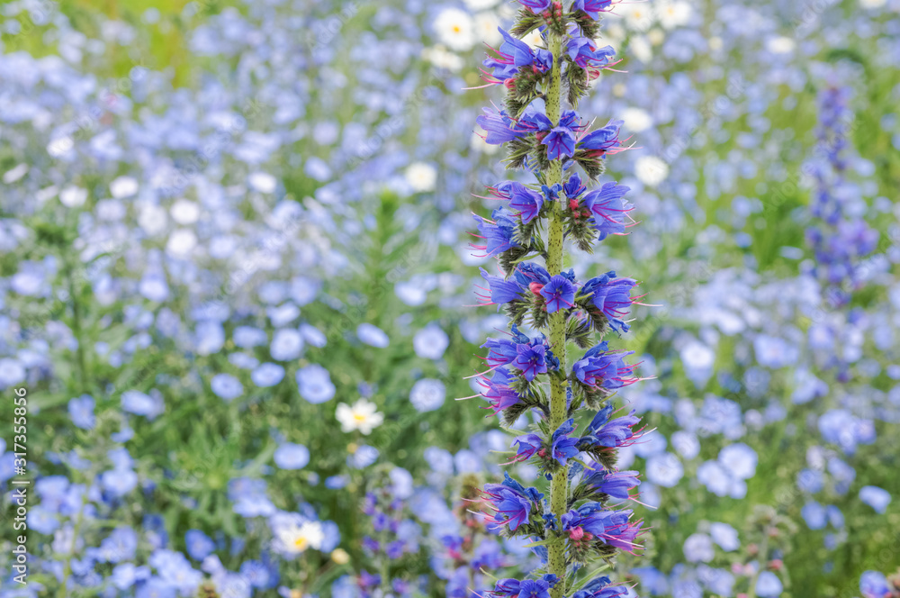 Obraz premium Viper's Bugloss, Blueweed, Echium vulgare