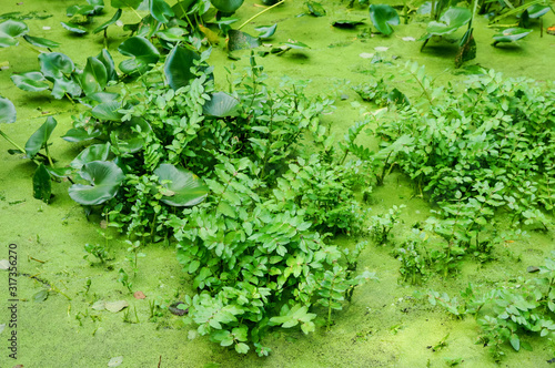 green vegetation in the pond