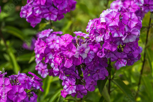 Garden Phlox  Phlox paniculata   flowers of summer