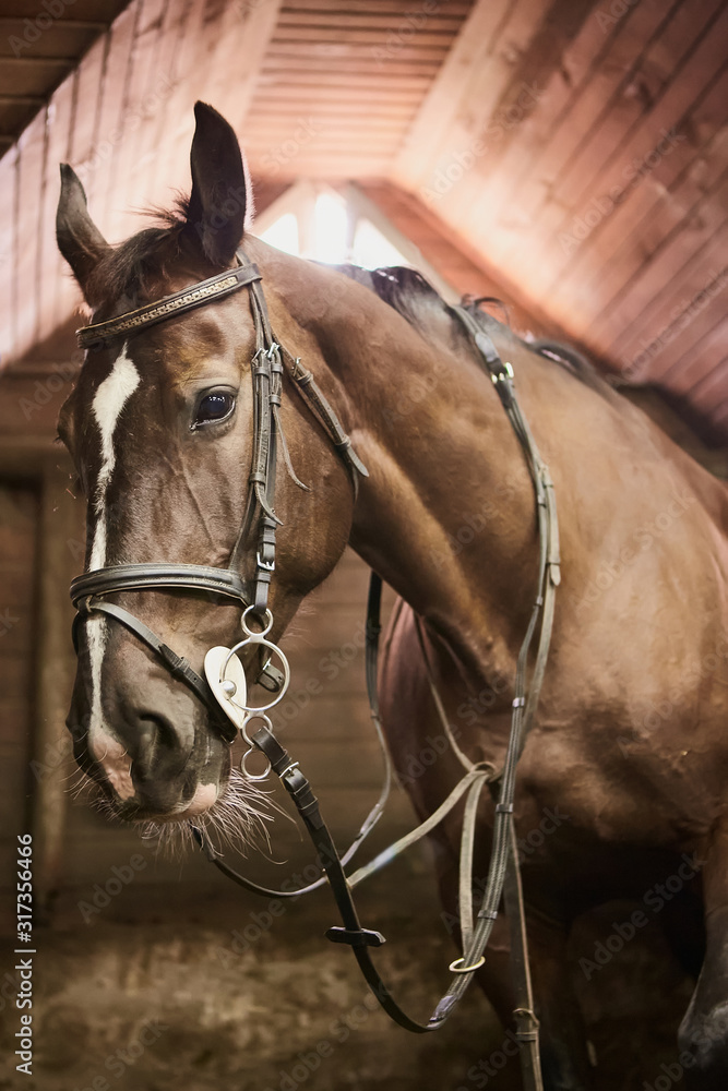 Fototapeta premium Horse looking out from his stable
