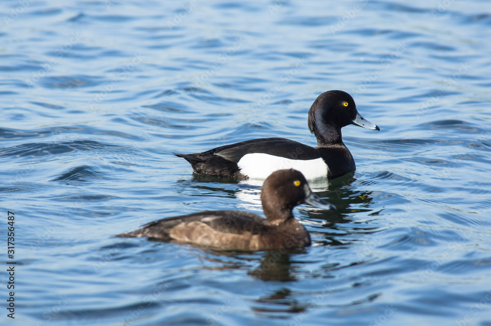 tufted duck (Aythya fuligula) male and female tufted duck (Aythya fuligula) male and female
