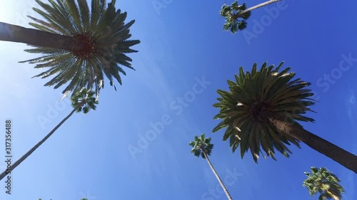 Driving through Beverly Drive. Los Angeles, California. Palm trees against a summer blue sky. United states. Blue.