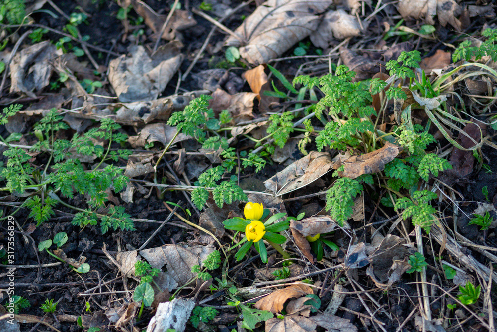 New growth on the forest floor New growth on the forest floor