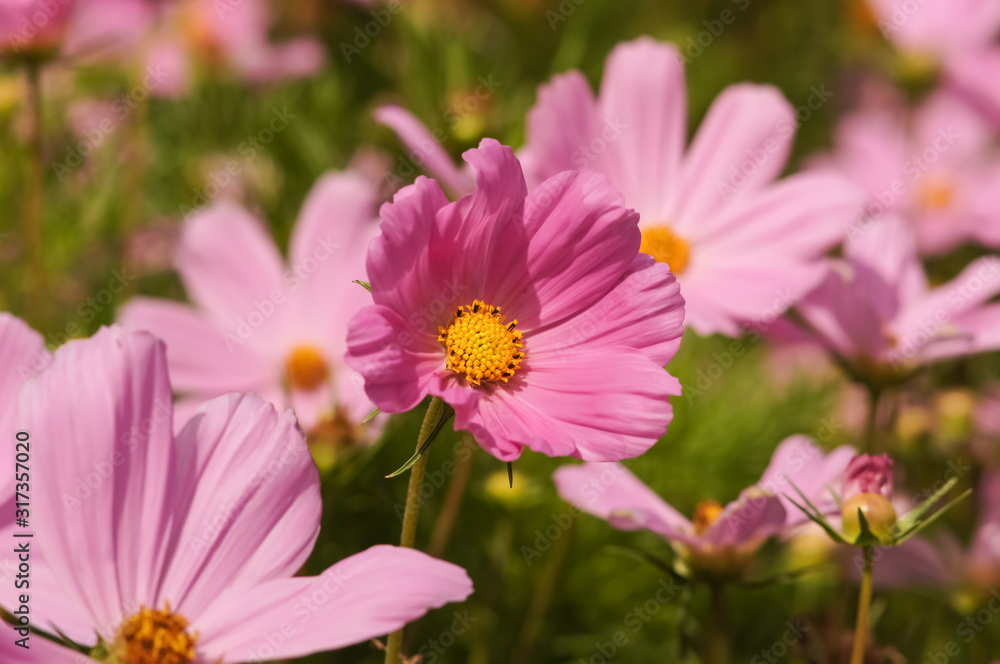 Pink Cosmos bipinnatus flowers (garden cosmos or Mexican aster or Click Cranberries) in bloom Pink Cosmos bipinnatus flowers (garden cosmos or Mexican aster or Click Cranberries) in bloom
