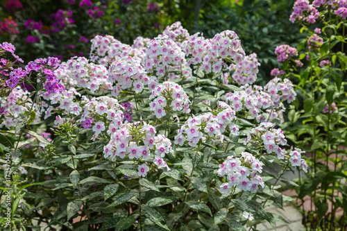 Billede på lærred Phlox paniculata Europa in garden. Powdery mildew on phlox leaves