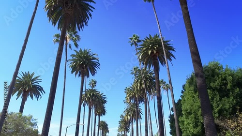 Beverly Hills street with palm trees. Sunny day. Los Angeles, California. United States.